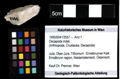 Foto (Objekt + Etiketten) von Decapoda indet. 